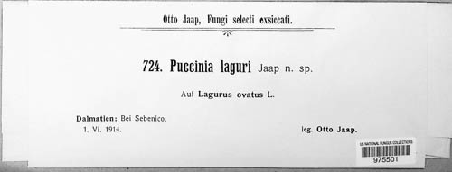 Puccinia laguri image